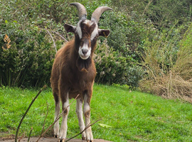 Male Billy goat for sale