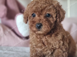 Red Toy Poodle Puppies