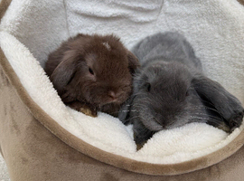2 male mini lops