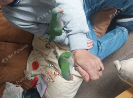 Hand tame 10 weeks old male quaker parrot