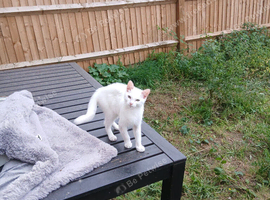 5 months old Turkish Angora kitten