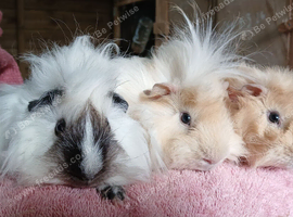 Gorgeous soft fluffy boys looking for new homes