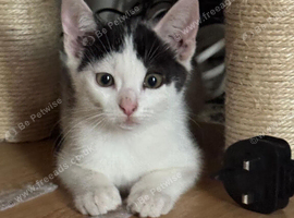 5 beutiful kittens for sale