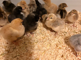 Fresh hatch of pure breed chicks