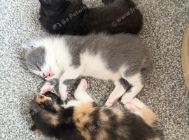 Kittens ready to leave 22nd September