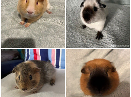 Adult males and male pairs