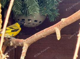 Pair black headed Siskins