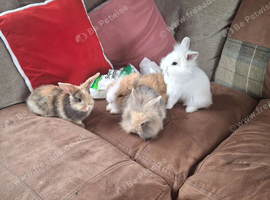 Lionhead lops