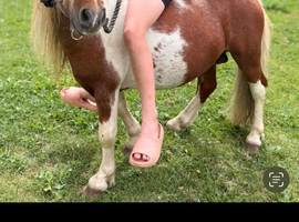 Ride and drive registered minature stallion