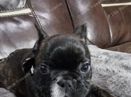Brindle Frenchie Stud