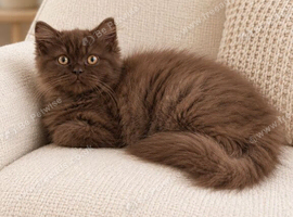 Rare LH cinnamon British longhair female kitten