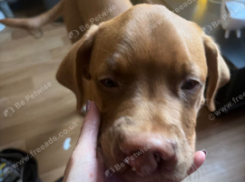 Dogue de Bordeaux
