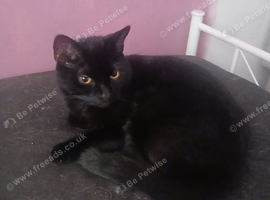 Cats looking for rehome asap