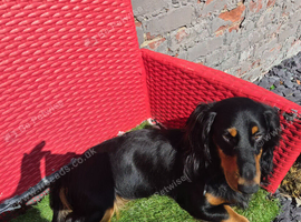 Longhair dachshund