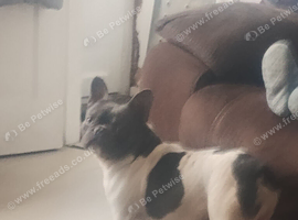 French bulldog stud
