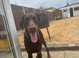 Female Dobermann