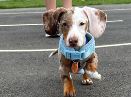Frank - miniature dachshund