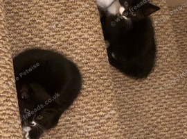 I don't know what breed they are