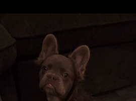 French bull dog pup 6 months old