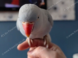 Blue female ring neck