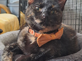 Sweet willow looking for a loving home.