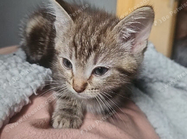 One rag doll kitten two mixed breed