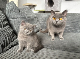 *REDUCED* British Shorthair Kitten