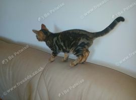 Gorgeous gold grey bengal boy Ready now