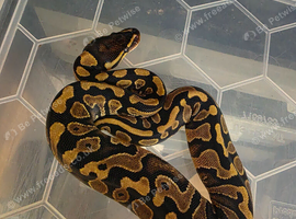 Multiple morphs baby ball pythons