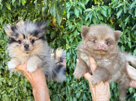 Pomeranian Puppy Ready to go