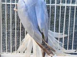 Semi Tame Beautiful Rare Opaline Cleartail Mutation Baby Ringneck