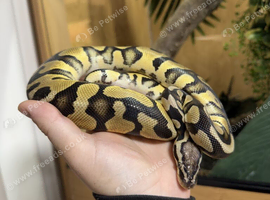 Pastel enchi male cb24