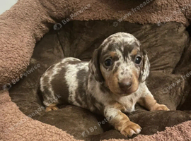 Lovely Miniature Dachshund Puppies