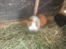Adult male guinea pigs