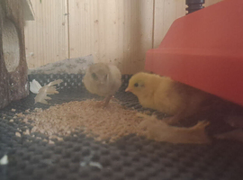 Button quail