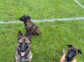 Lovely Pressa canario boy available