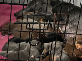 Baby sausage dogs