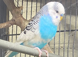 Beautiful Budgie s For Sale