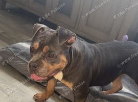 Chocolate tri pocket bully