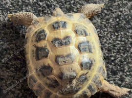 Femole horsefeild tortoise