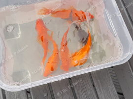 Gold fish