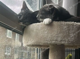 23 week old kittens