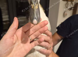 Indian runner ducks