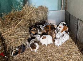 Baby Guinea pigs available now