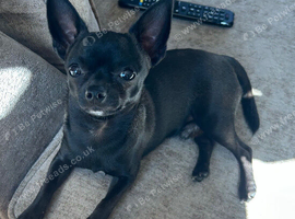 11 month old male