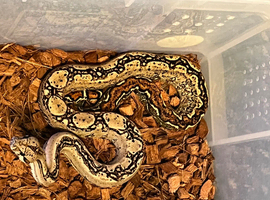 Female double het leopard T+
