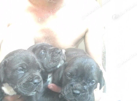 Dogue de Bordeaux mixed with Kane Corsa