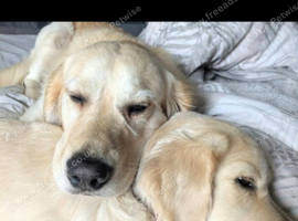 Golden retriever puppies