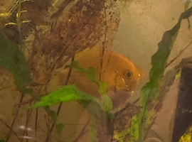 Gold head angle fish for sale collection only clitheroe