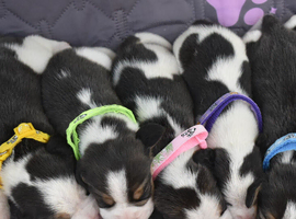 Beautiful beagle puppies
